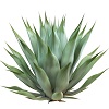 Agave