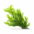 Algae