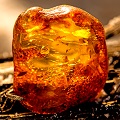 Amberwood