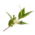 Amyris