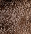 Animal notes
