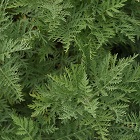 Artemisia
