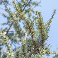 Atlas Cedar