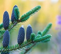 Balsam Fir