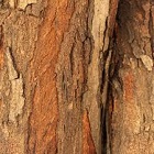 Bark