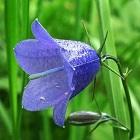 Bellflower