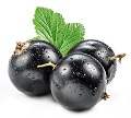 Black Currant
