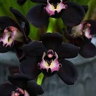Black Orchid