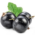 Blackcurrant