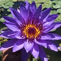 Blue Lotus