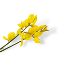 Broom