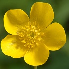 Buttercup