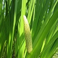 Calamus
