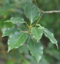 Camphor