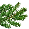 Canadian balsam