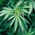 Cannabis