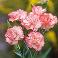 Carnation