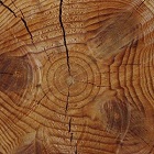 Cashmirwood