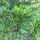 Cedar Leaves