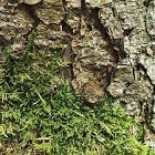 Cedarmoss