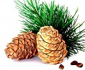 Cedarwood