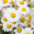 Chamomile
