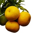 Chinotto