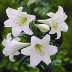 Citrus Blossom