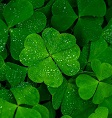 Clover