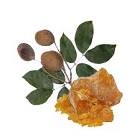 Copaiba balm