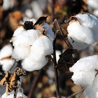 Cotton Flower