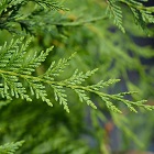 Cypress