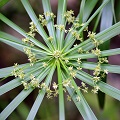 Cypriol Oil or Nagarmotha