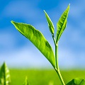 Darjeeling Tea