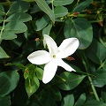 Egyptian Jasmine