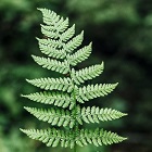 Fern