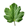 Fig Leaf
