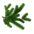 Fir