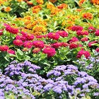 Floral Notes