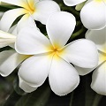 Frangipani