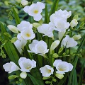 Freesia