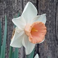 French Narcissus