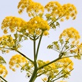 Galbanum