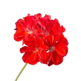 Geranium