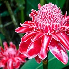 Ginger flower