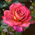 Grasse Rose