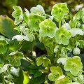 Green Leaves