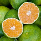 Green Tangerine