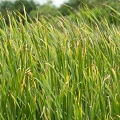 Haitian Vetiver