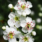 Hawthorn